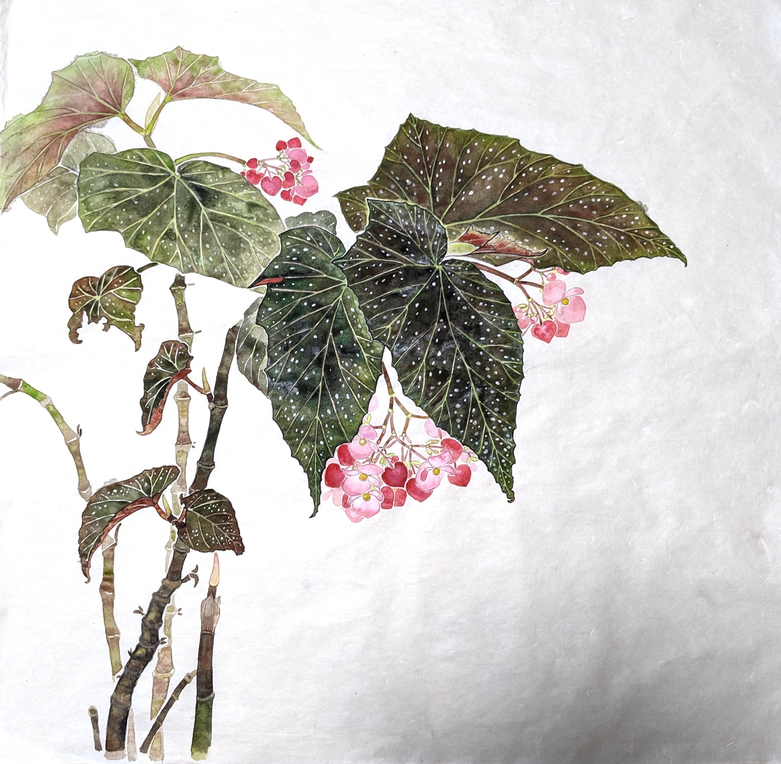 �����G�拳��