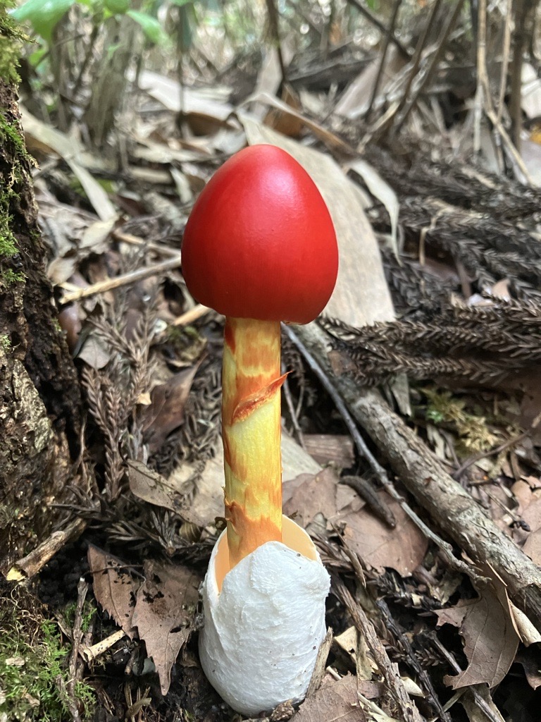 �R�̃L�m�R���{